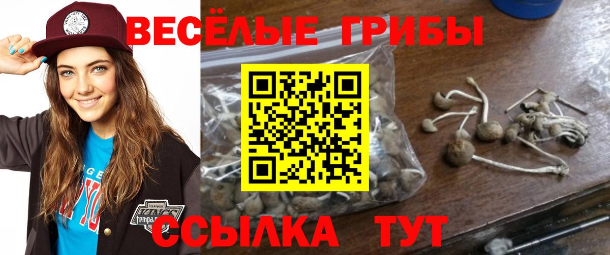 Галлюциногенные грибы Psilocybine cubensis  наркота  Кимры 