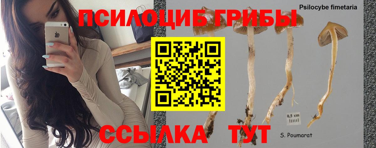 Псилоцибиновые грибы Cubensis Кимры